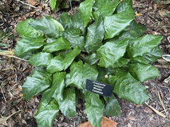 Goeppertia kegeljanii