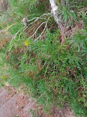 Senecio pseudolongifolius