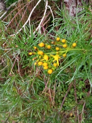 Senecio pseudolongifolius