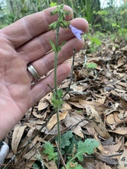 Salvia lyrata image