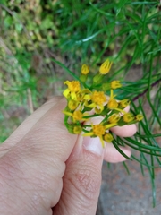 Senecio pseudolongifolius
