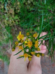 Senecio pseudolongifolius