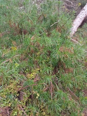Senecio pseudolongifolius