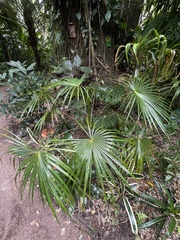 Coccothrinax barbadensis
