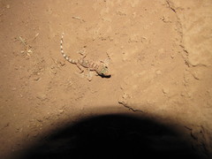 Tarentola boehmei