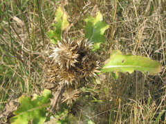 Cirsium roseolum