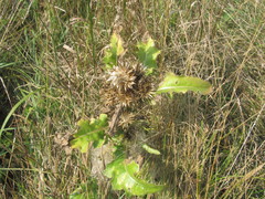 Cirsium roseolum
