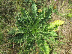 Cirsium roseolum