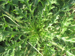 Cirsium roseolum