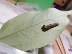 Capila translucida