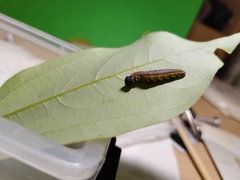 Capila translucida