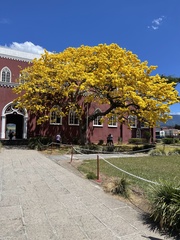 Handroanthus guayacan