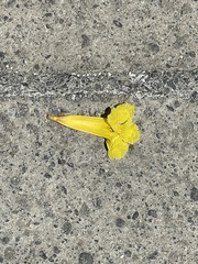 Handroanthus guayacan