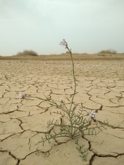 Erucaria hispanica