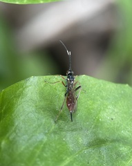 Ichneumonidae
