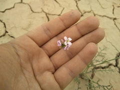 Erucaria hispanica