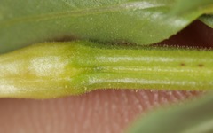 Oenothera hartwegii