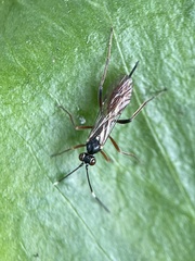 Ichneumonidae