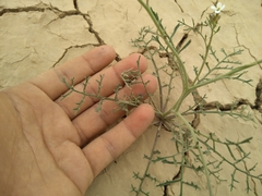 Erucaria hispanica