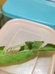 Pseudocoladenia dan
