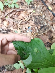 Pseudocoladenia dan