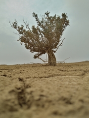 Halocnemum strobilaceum