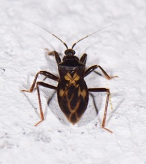Leogorrus litura