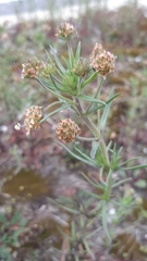Plantago afra