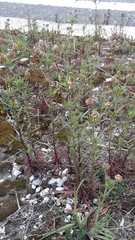 Plantago afra