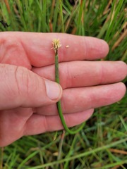 Eleocharis dregeana
