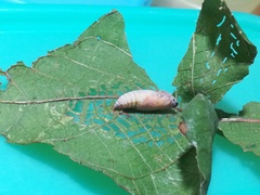 Mooreana trichoneura