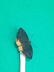 Mooreana trichoneura