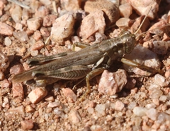 Melanoplus pictus
