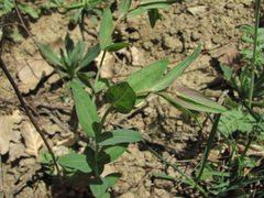Hypericum montbretii