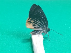 Mooreana trichoneura