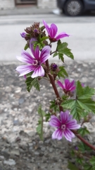 Malva sylvestris sylvestris