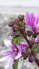 Malva sylvestris sylvestris