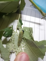 Mooreana trichoneura