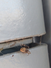 Larinioides sclopetarius