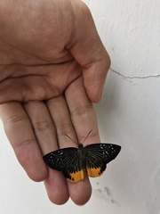 Mooreana trichoneura