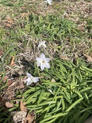 Ipheion uniflorum