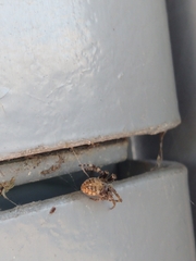 Larinioides sclopetarius