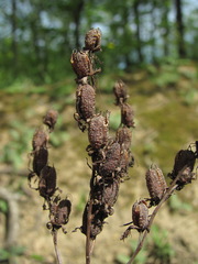Hypericum montbretii