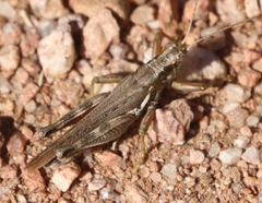 Melanoplus pictus