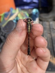 Hylogomphus geminatus