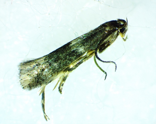 Elachista illectella photo 5