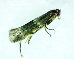 Elachista illectella