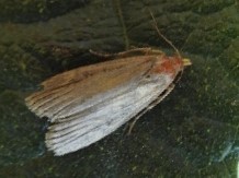 Lamoria anella