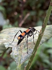 Sphictostethus striatulus