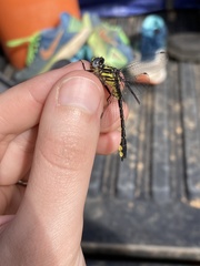 Hylogomphus geminatus